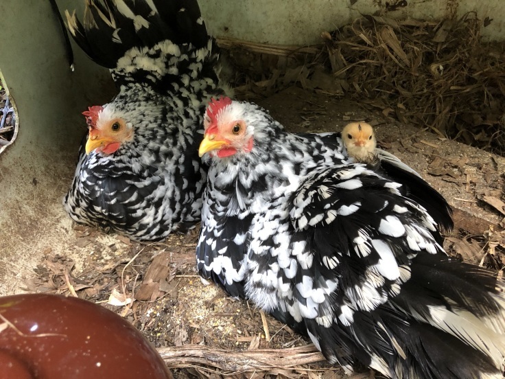 碁石チャボのお母さんと名古屋コーチンのヒヨコ チルチルcafe 野遊び