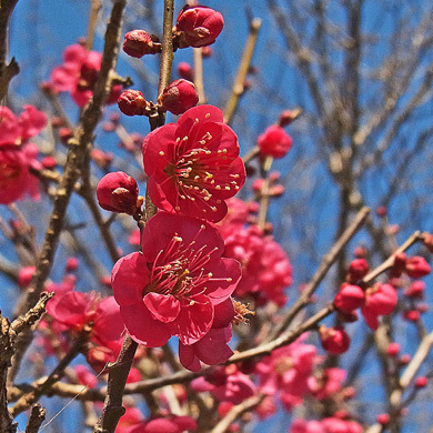 明治　本紅花　紅 紅千鳥 : 樹木見て歩き