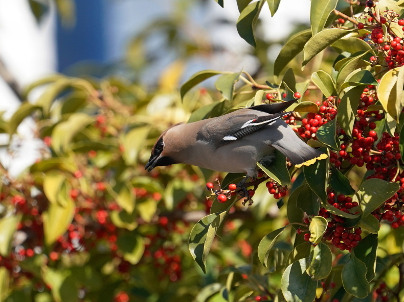 赤い実を付けた街路樹にキレンジャク ｈｔｏ シエロの野鳥観察記録