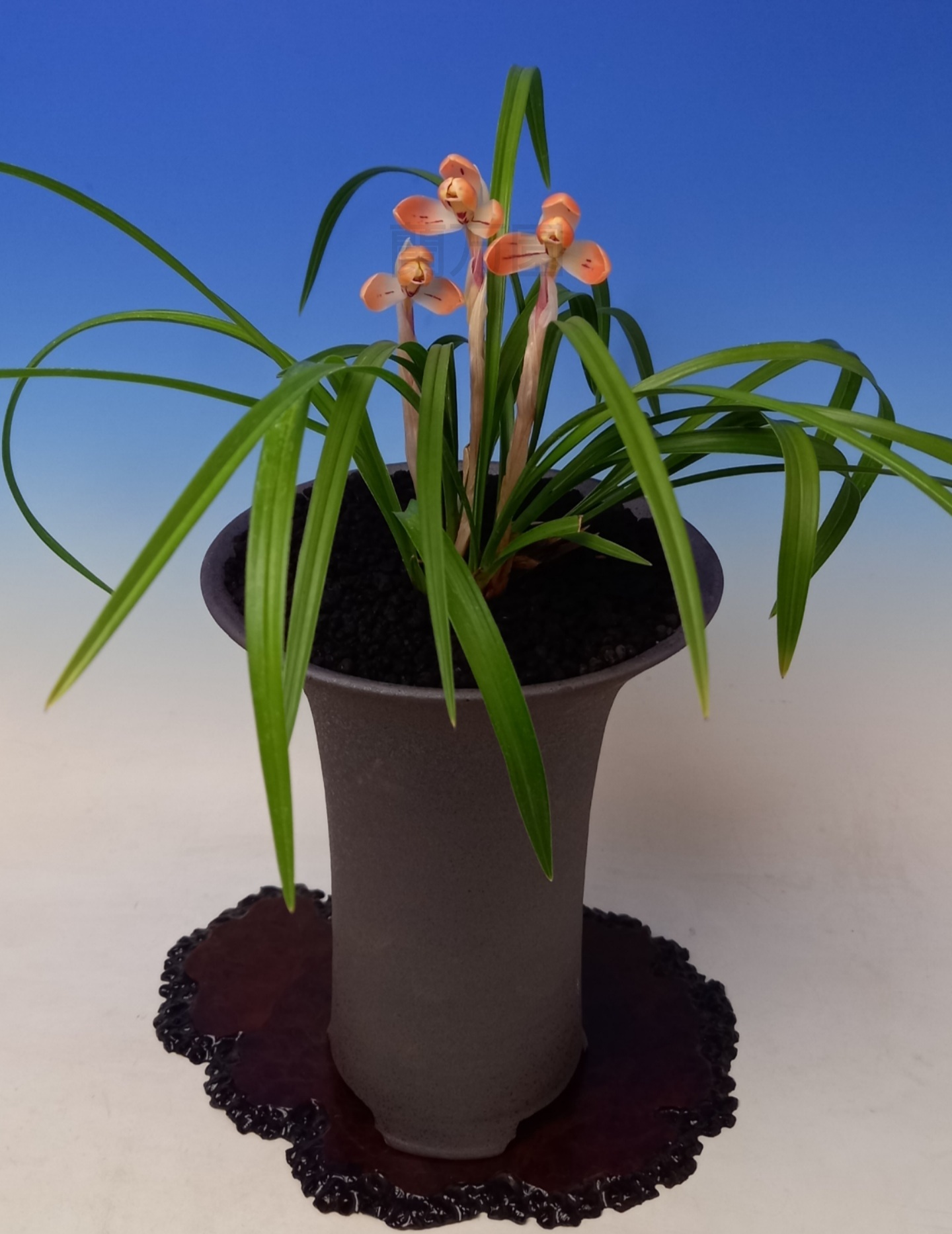 春蘭交配種 (仮)紅兜 : 蘭万園日記