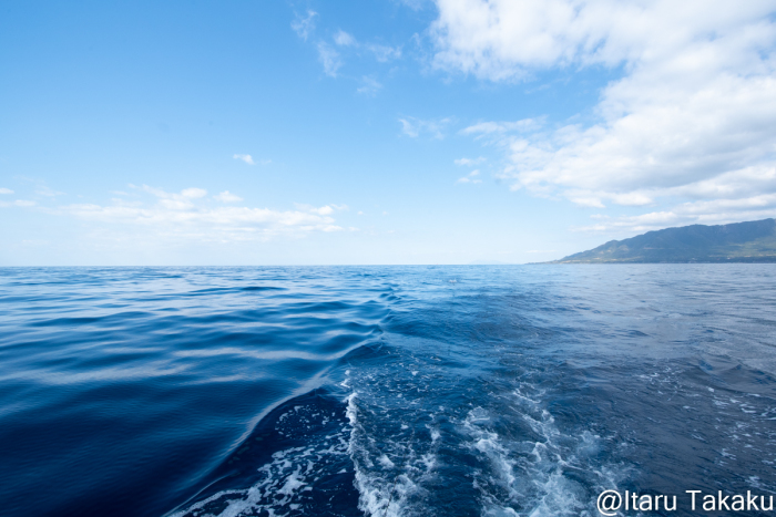 屋久島の鯨類、マダライルカ、シワハイルカ。_b0186442_11101602.jpg