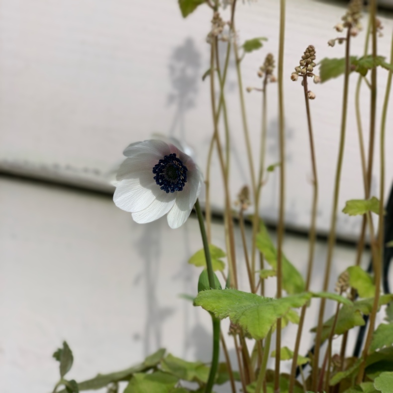Reco2の花暮らし Reco2の花暮らし