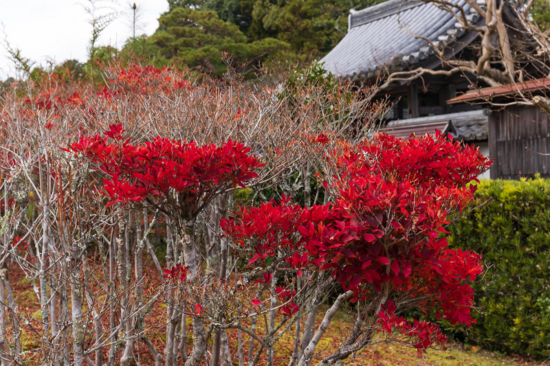 2020紅葉きらめく滋賀　彩りの大池寺_f0155048_21080000.jpg