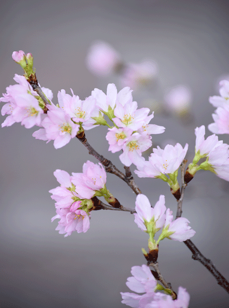 2月12日 切花の啓翁桜 花ねこ日記 2月12日 切花の啓翁桜 花ねこ日記