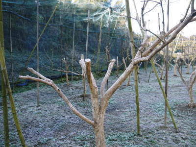 太秋柿　匠の惜しまぬ手間ひま！剪定した枝、落ち葉を徹底除去し、幹の皮をはいで病気や害虫から守ります_a0254656_17210671.jpg