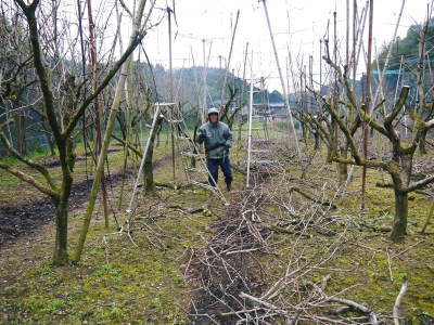 太秋柿 匠の惜しまぬ手間ひま!剪定した枝、落ち葉を徹底除去し、幹の皮をはいで病気や害虫から守ります_a0254656_17502781.jpg