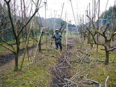 太秋柿　匠の惜しまぬ手間ひま！剪定した枝、落ち葉を徹底除去し、幹の皮をはいで病気や害虫から守ります_a0254656_17502781.jpg