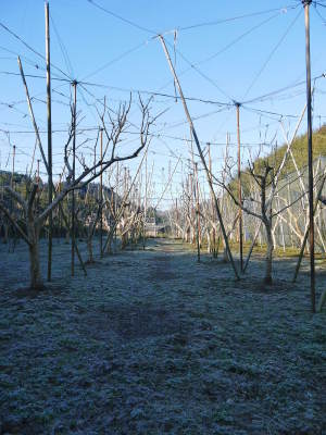 太秋柿　匠の惜しまぬ手間ひま！剪定した枝、落ち葉を徹底除去し、幹の皮をはいで病気や害虫から守ります_a0254656_17584159.jpg