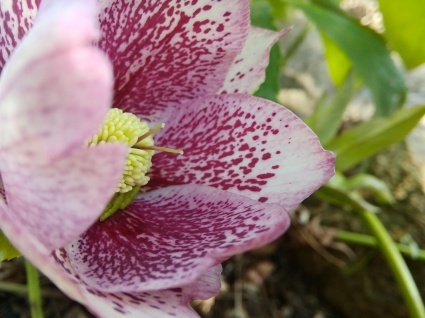 花のページ…_b0368362_13255687.jpg