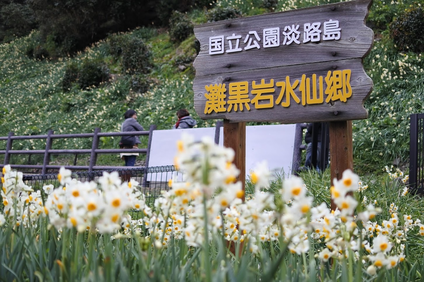 102 灘黒岩水仙郷とおすすめ はぶ荘 ランチ チッキィのおいしい淡路島 102 灘黒岩水仙郷とおすすめ はぶ荘 ランチ チッキィのおいしい淡路島