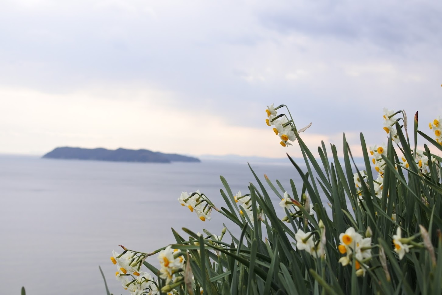 102 灘黒岩水仙郷とおすすめ はぶ荘 ランチ チッキィのおいしい淡路島 102 灘黒岩水仙郷とおすすめ はぶ荘 ランチ チッキィのおいしい淡路島