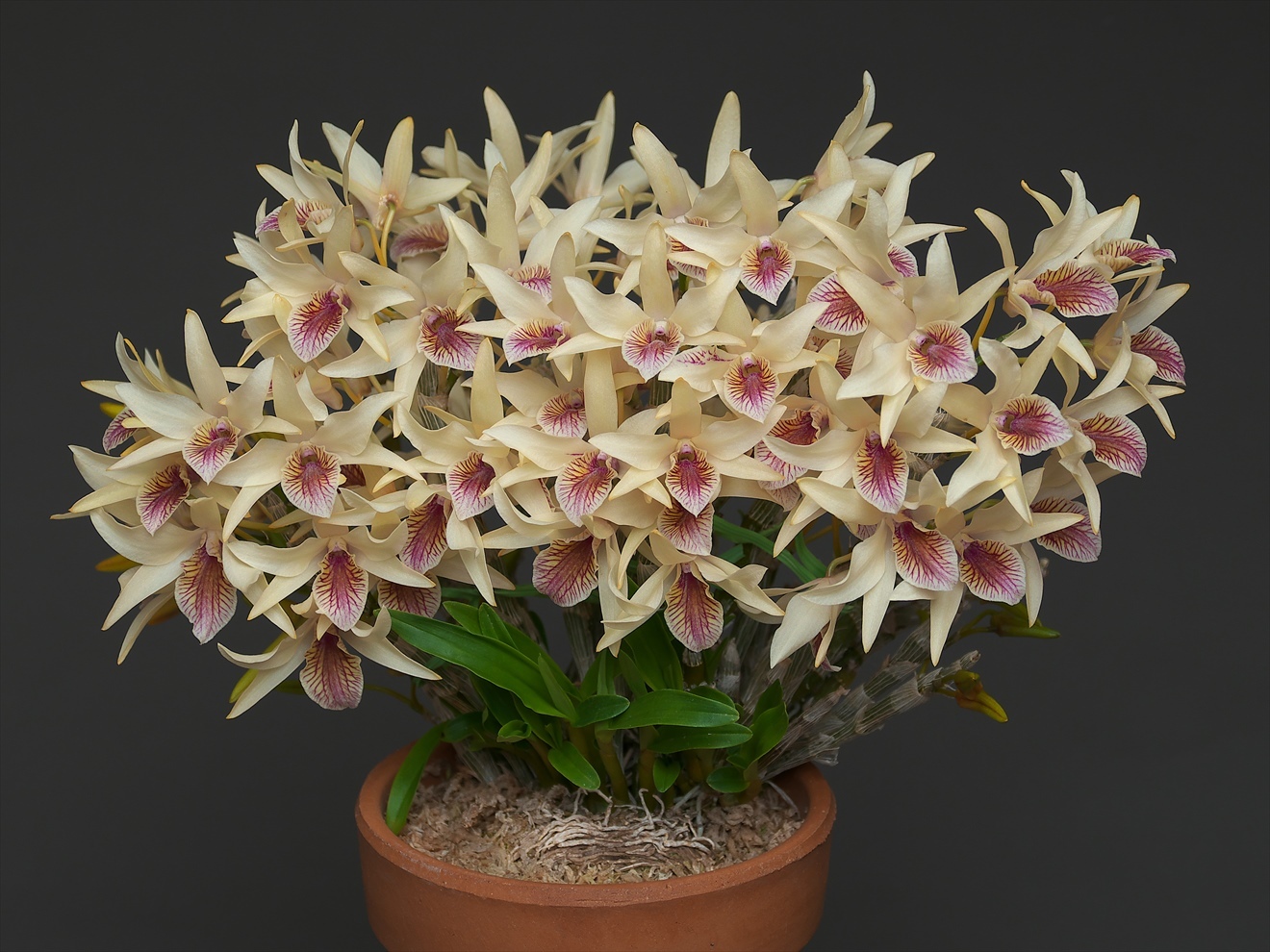 Dendrobium (Den.) Yellow Chinsai 'Magical Color' : 花咲か