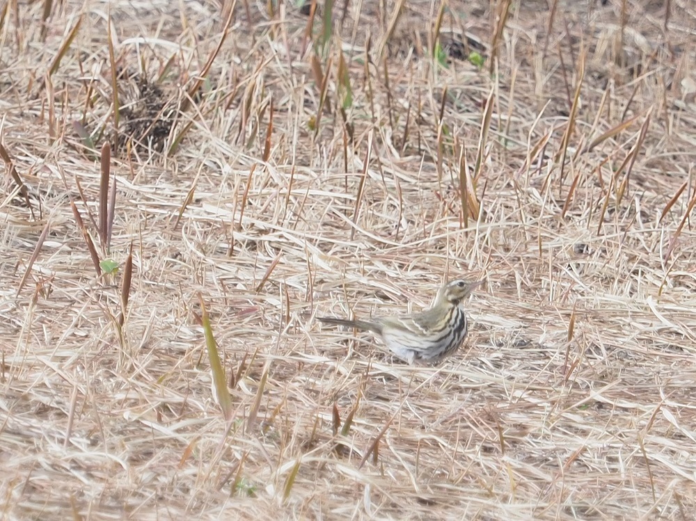 葛西臨海 海浜公園調査の全域調査結果21年2月 葛西臨海公園 鳥類園 葛西臨海 海浜公園調査の全域調査結果21年2月 葛西臨海公園 鳥類園