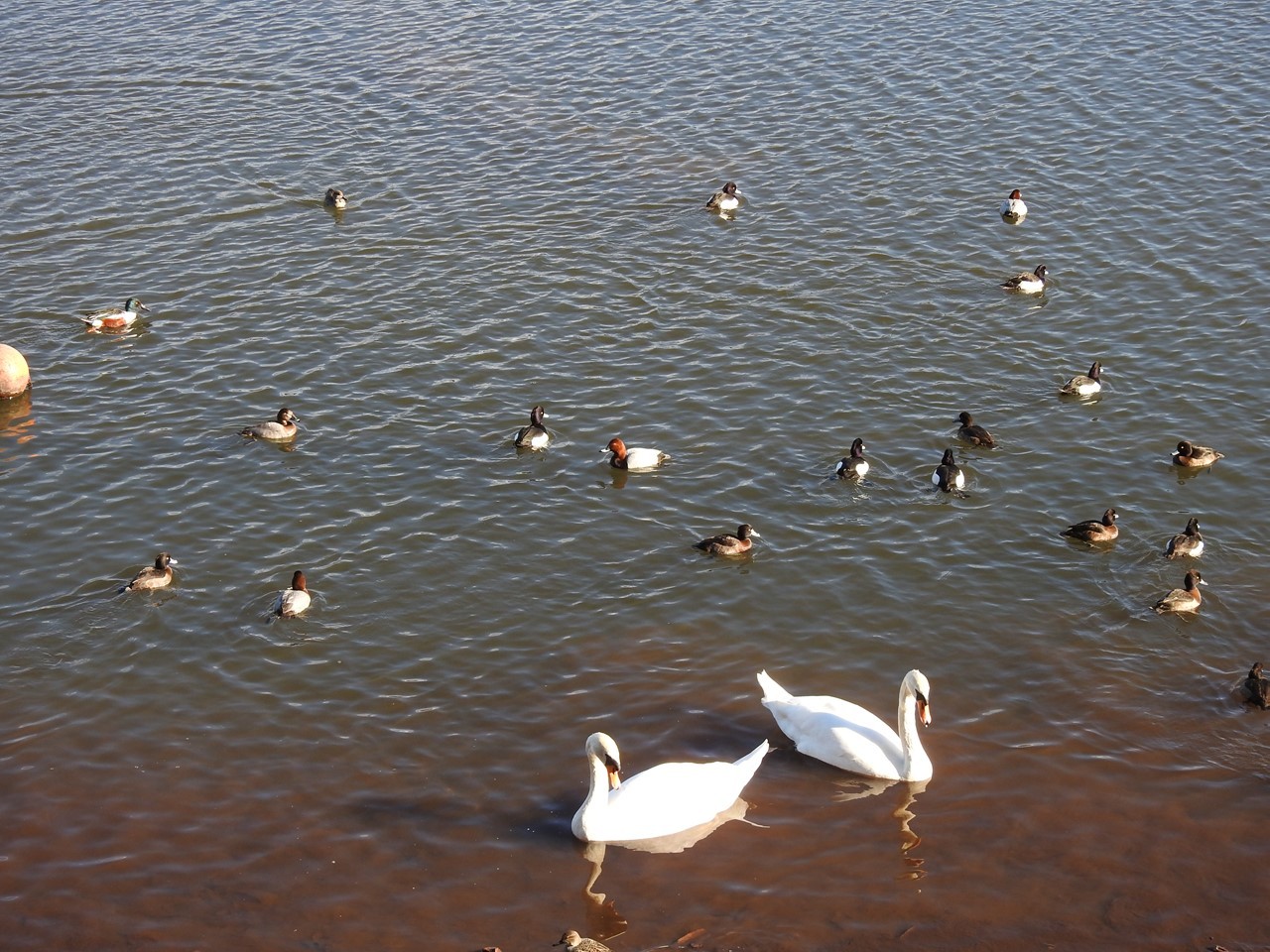 『翡翠(カワセミ)と瘤白鳥(コブハクチョウ)と四十雀(シジュウカラ)と風景』_d0054276_20104932.jpg