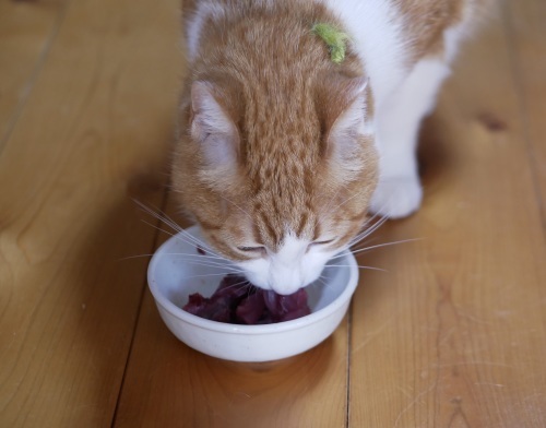 猫たちのカツオ祭り_f0054677_08155745.jpeg