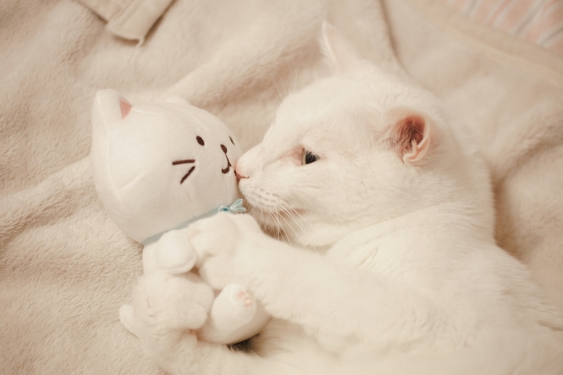 しろたまちゃん Omoブログ しろたまちゃん Omoブログ