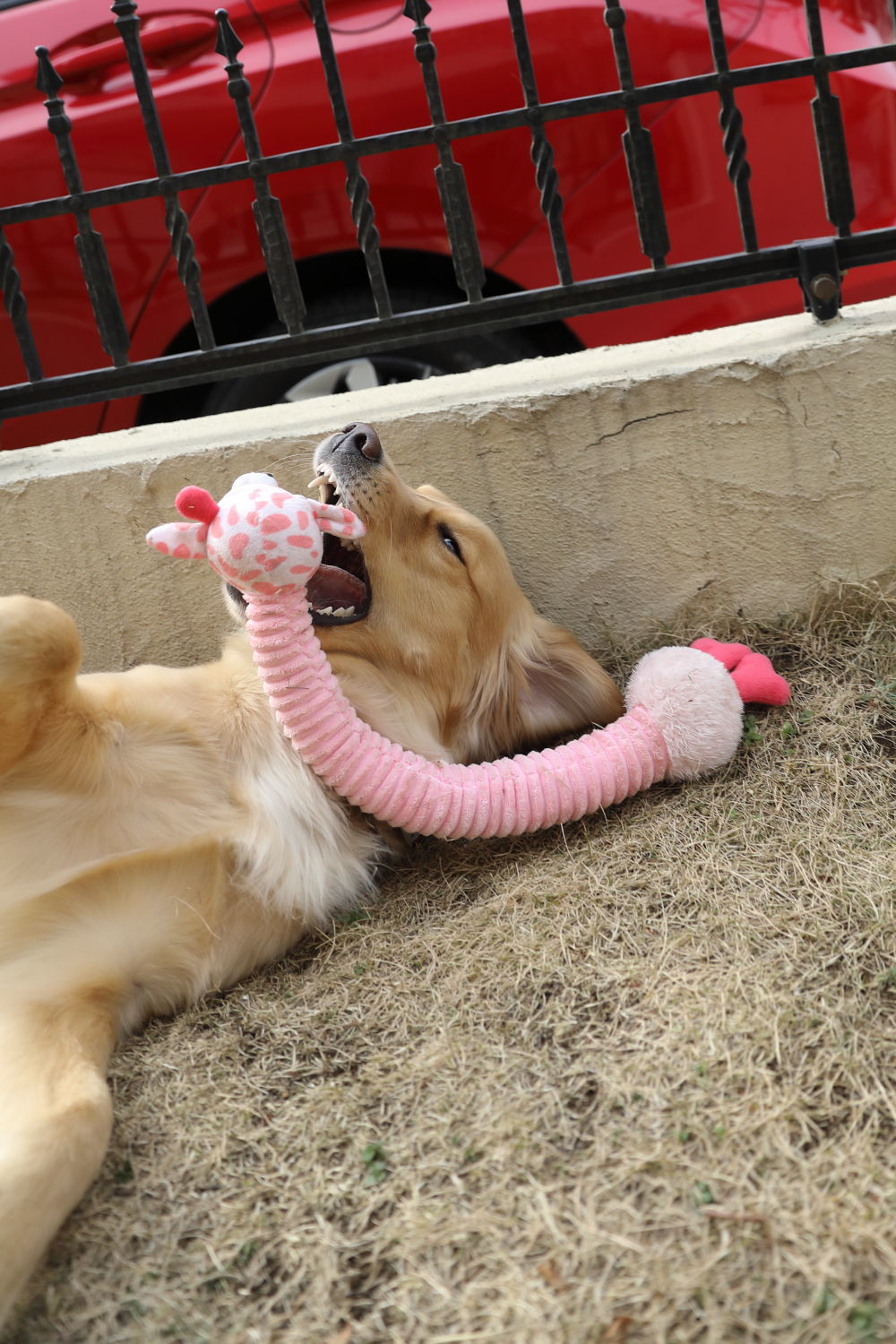 芝犬?_b0275998_22373866.jpg