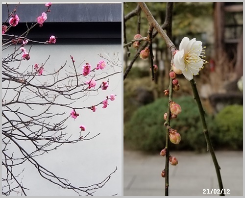 今度生まれたら(本)、高幡不動散策、糠床作り_c0051105_00524070.jpg