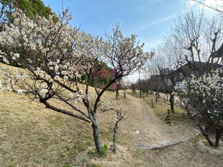 六甲アイランド住民御用達の観梅スポット「ふれあいの丘」_b0063958_06521754.jpg