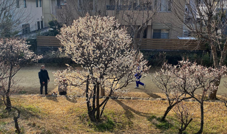 六甲アイランド住民御用達の観梅スポット「ふれあいの丘」_b0063958_06523979.jpg