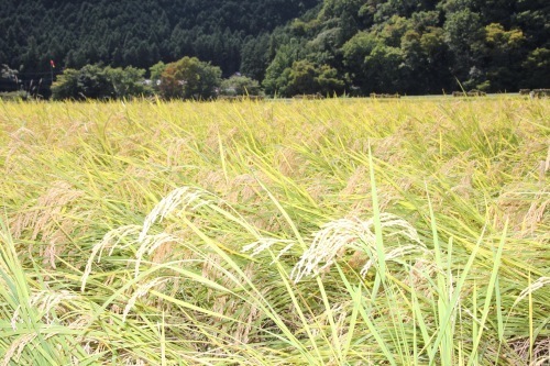 【募集開始】第17回　無農薬で米作りから酒造りを楽しむ会_d0171387_22223428.jpg