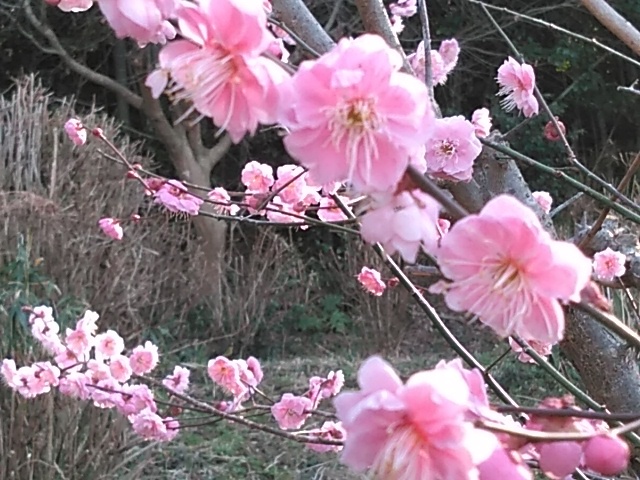 春の足音、聞こえてきましたよ~💕_c0280108_02561464.jpg