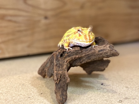 クランウェルツノガエル ライムグリーンアルビノ販売 横浜の爬虫類専門店 アクアマイティーblog