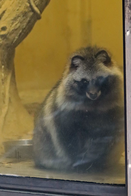 東山動植物園 こども動物園の動物たち タヌキの里のたぬきさん December 19 続々 動物園ありマス