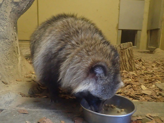 東山動植物園 こども動物園の動物たち タヌキの里のたぬきさん December 19 続々 動物園ありマス