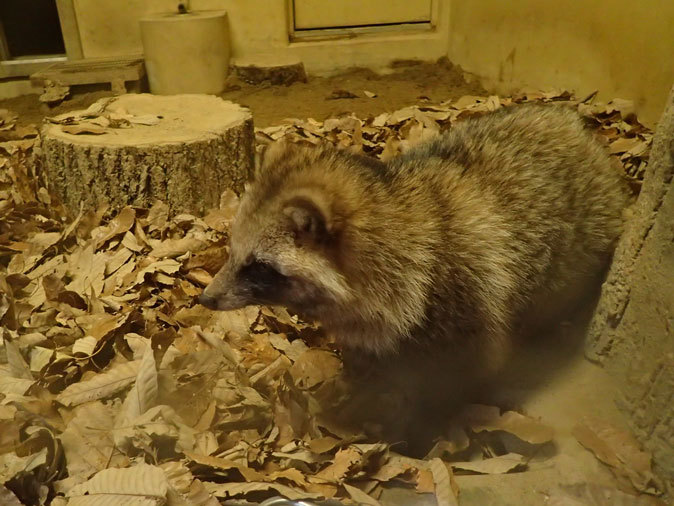 東山動植物園 こども動物園の動物たち タヌキの里のたぬきさん December 19 続々 動物園ありマス