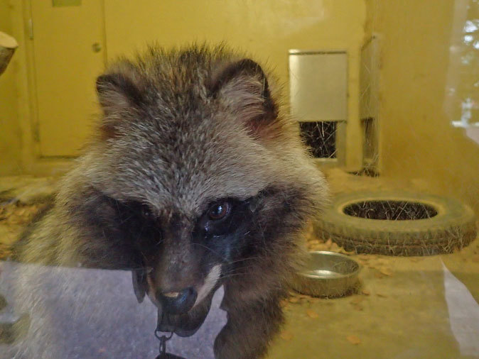 東山動植物園 こども動物園の動物たち タヌキの里のたぬきさん December 19 続々 動物園ありマス