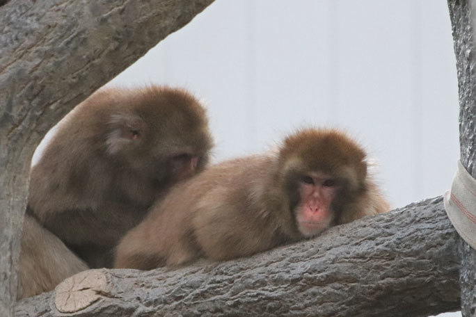 東山動植物園：こども動物園の動物たち～ニホンザルとニホンアナグマのお食事（December 2019）_b0355317_20420821.jpg