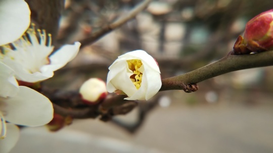 今が一番綺麗かも・・・（梅の花）_f0334619_16351729.jpg