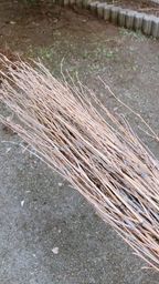手前味噌作りにレモンの木の剪定_a0059035_23183007.jpeg