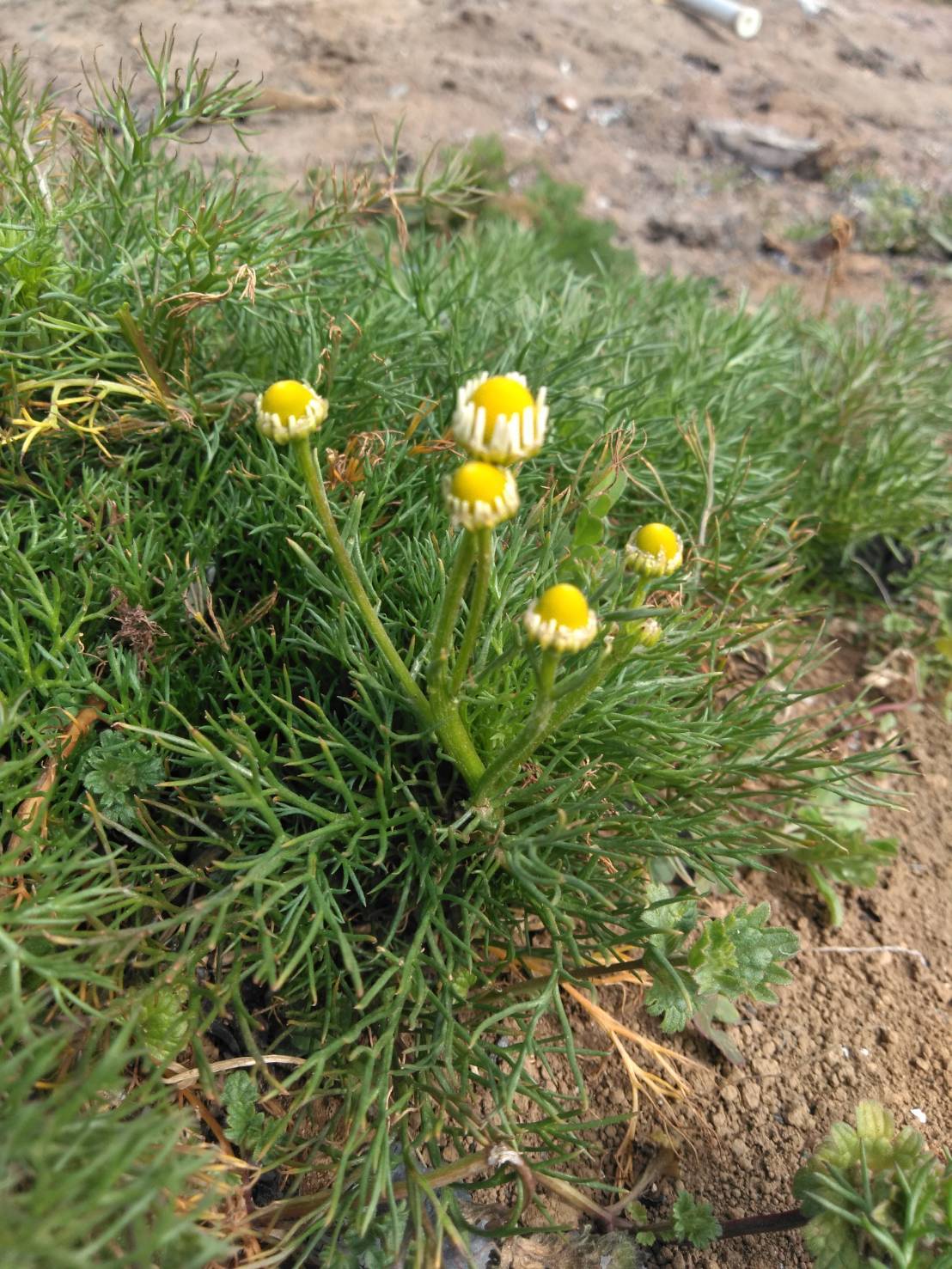 今朝は畑の整理整頓　カモミールを助け　　マチェラテーゼ　人参　あやめ雪蕪　芽キャベツ　ロマネスコ　　ブロッコリー　ルッコラの収穫_c0222448_14513412.jpg