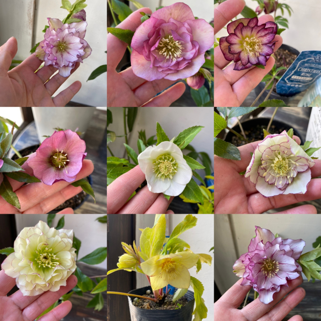 片山農場さんのクリスマスローズ : 優しき花を君の手に