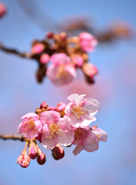 2月14日　南町の市之坪公園の河津桜 こちらも咲き出しました。_a0001354_23410744.gif