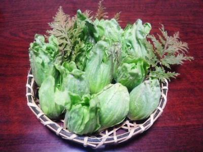 令和3年度 熊本産『天然ふきのとう』販売中止のお知らせ!イノシシに荒らされやむなく出荷を見送ります!_a0254656_16403011.jpg