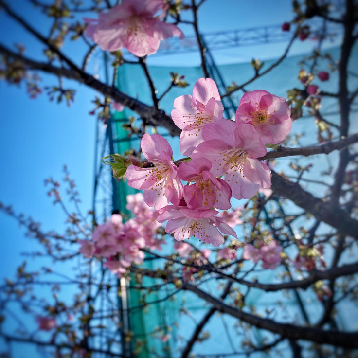 河津桜が咲き始めました　＠神戸市東灘区_b0063958_11003444.jpg