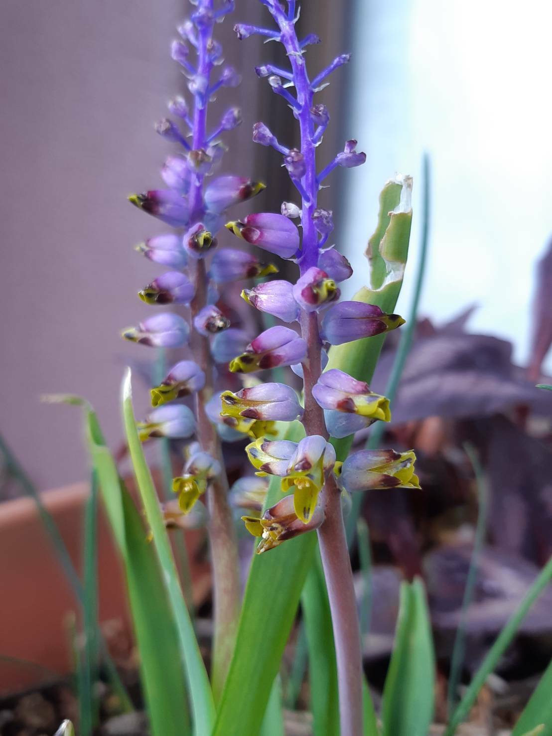 強かなラケナリア 花暮らしの記 強かなラケナリア 花暮らしの記