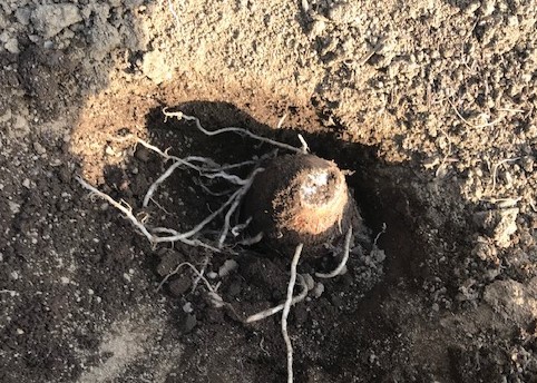 早々と里芋の種芋の植え付け完了2 13 14 北鎌倉湧水ネットワーク