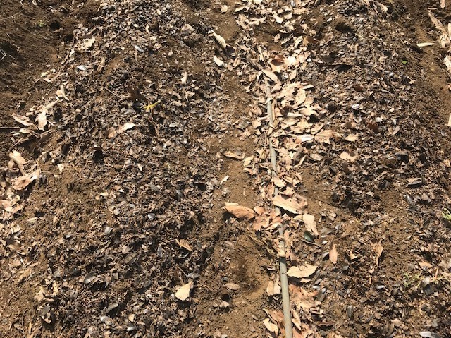 早々と里芋の種芋の植え付け完了2・13～14_c0014967_17342192.jpg