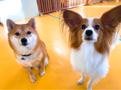 保育園ブログ🤝_f0357682_15453033.jpg