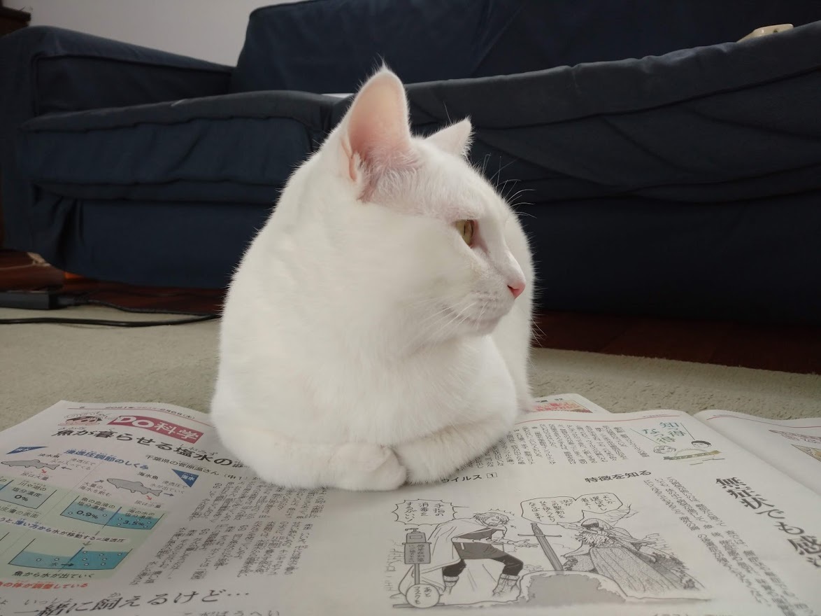 カメラ目線をくれないマロさん_f0197985_19583402.jpg