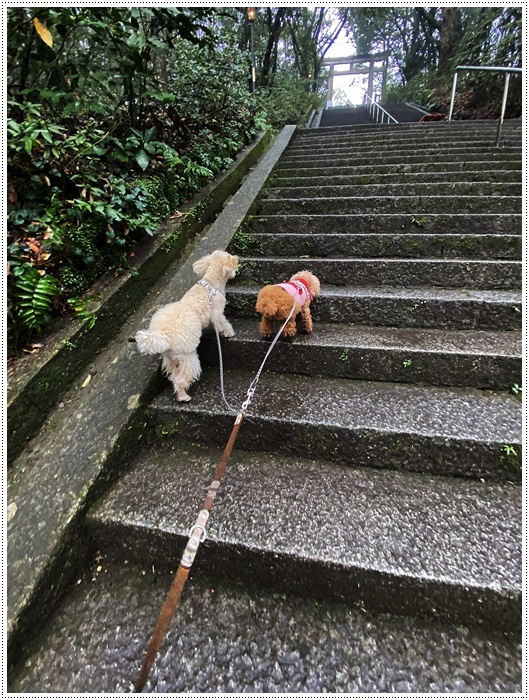 階段もグイグイ!!ついて行けな~い_b0175688_23330041.jpg