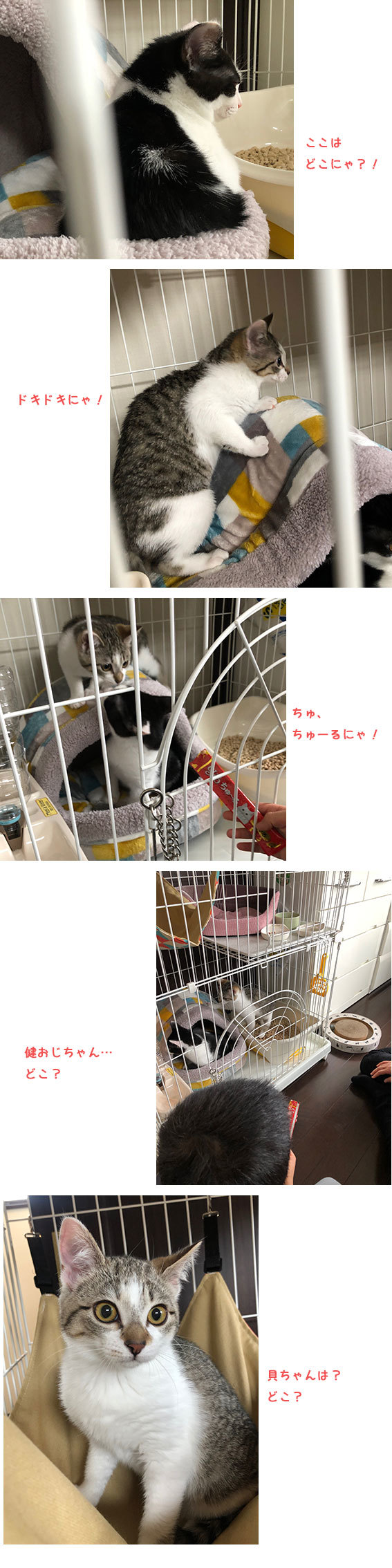 千代ちゃん 一平くんお引っ越し 健と貝ちゃん ひなたぼっこ 千代ちゃん 一平くんお引っ越し 健と貝ちゃん ひなたぼっこ