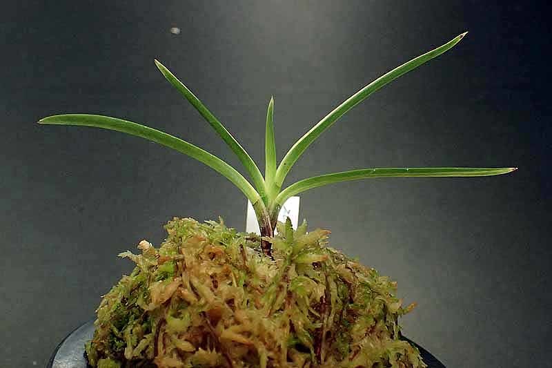 花纏の縞 : 富貴蘭チャンネル