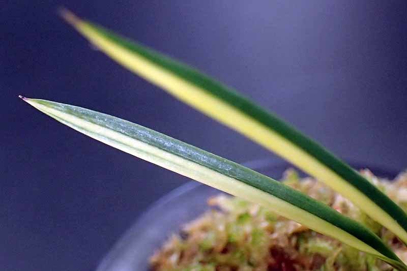 花纏の縞 : 富貴蘭チャンネル 花纏の縞 : 富貴蘭チャンネル