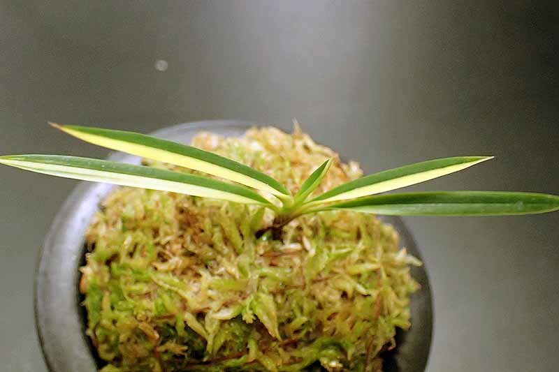 花纏の縞 : 富貴蘭チャンネル 花纏の縞 : 富貴蘭チャンネル