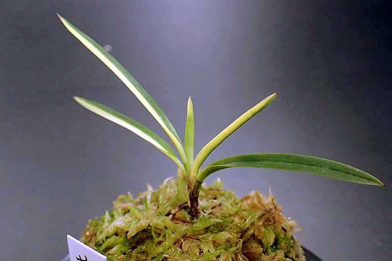 富貴蘭・花纏白縞 富貴蘭・花纏白縞
